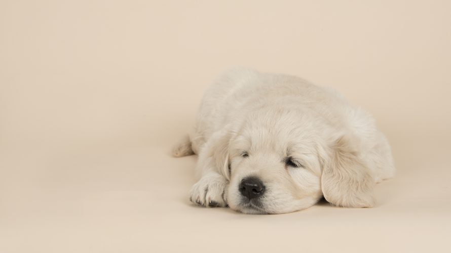 犬の睡眠時間はどれくらい？快適な寝床づくりのポイントも大公開