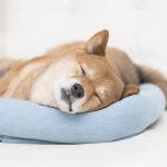 犬用ベッドを選ぶ際のポイントとは？快適に眠れるおすすめ商品12選