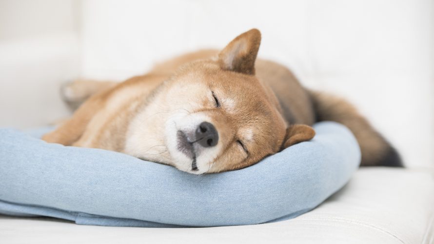 犬用ベッドを選ぶ際のポイントとは？快適に眠れるおすすめ商品12選